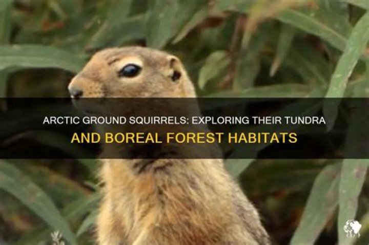 Where do arctic ground squirrels live?