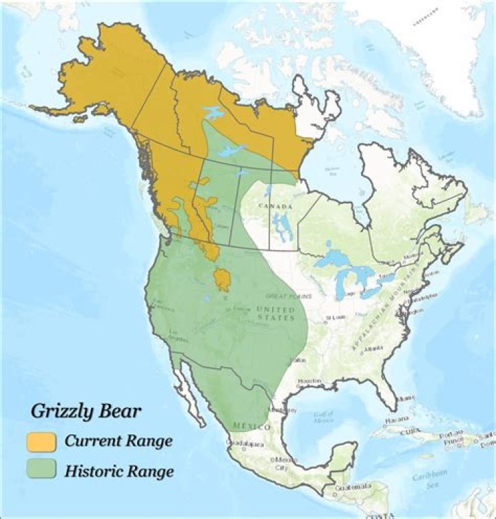 Where do grizzlies live?