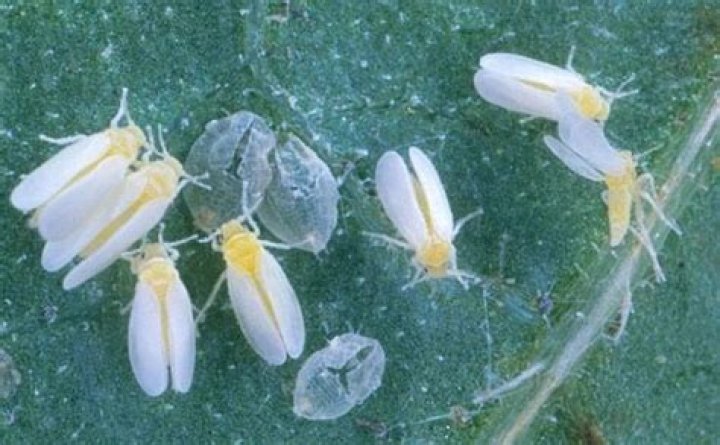 Where do silverleaf whiteflies live?