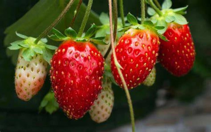 Where do strawberries come from?