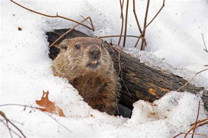 Where do woodchucks go in the winter?
