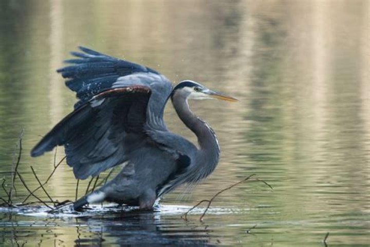Where does a heron live?