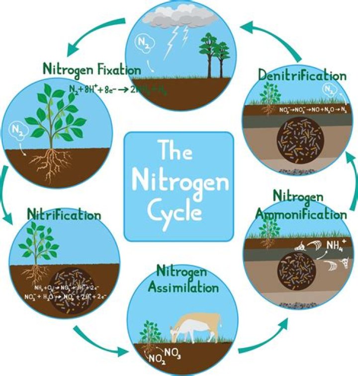 Where does nitrification occur?