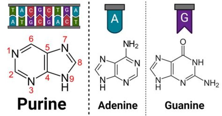 Where does purine come from?