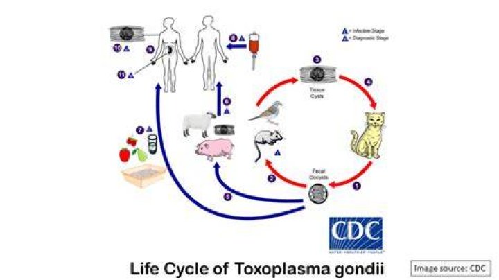 Where does toxoplasma gondii come from?