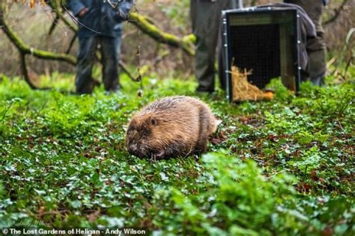Where have beavers been reintroduced in the uk?