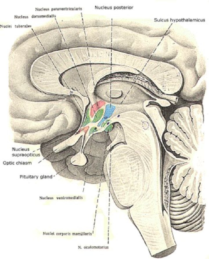 Where is anterior hypothalamic area?