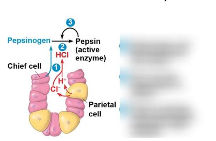 Where is pepsin active?