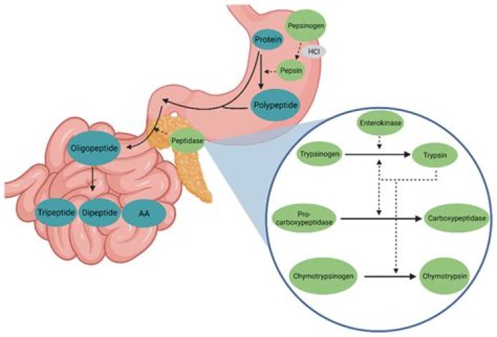 Where is pepsinogen found?