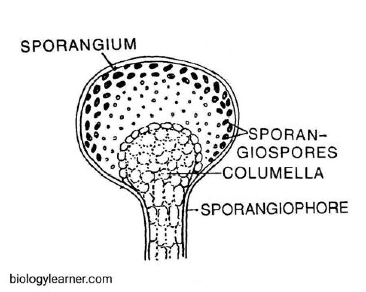 Where is sporangiophore found?
