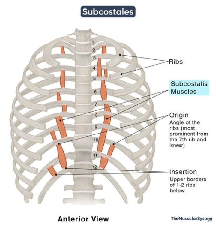 Where is subcostal muscle located?