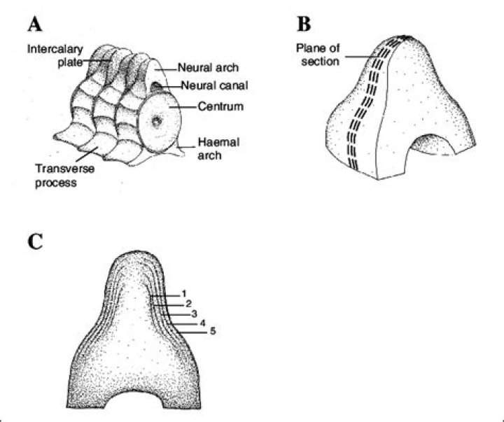 Where is the hemal arch?