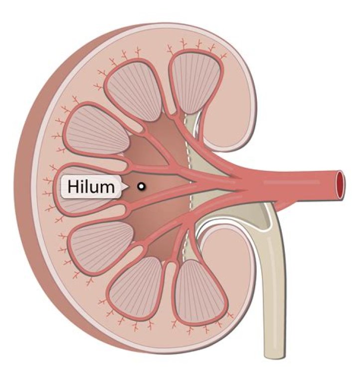 Where is the hilus cell located?
