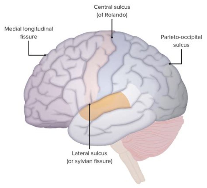 Where is the parieto-occipital sulcus?