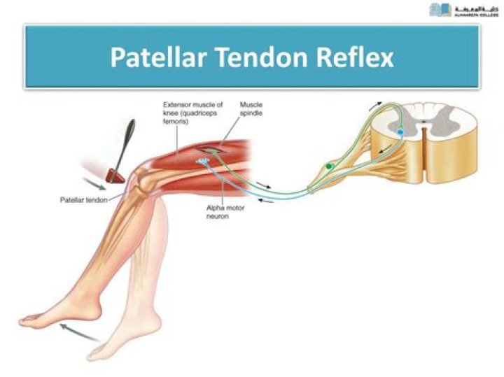Where is the patellar reflex?