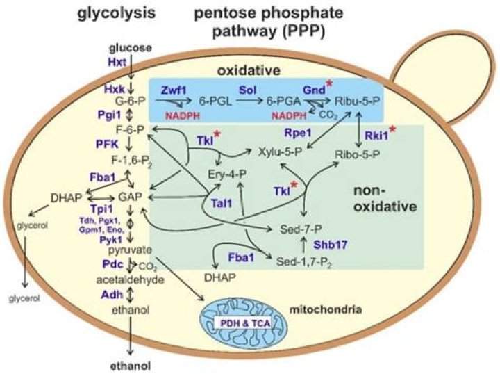 Where is the pentose phosphate located?
