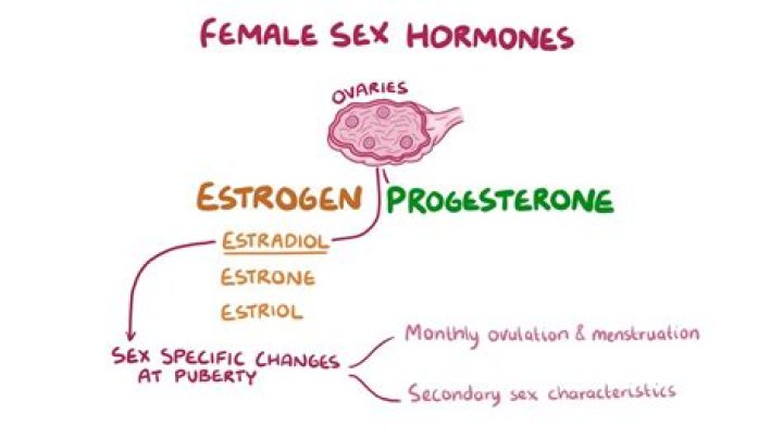 Where oestrogen is made?
