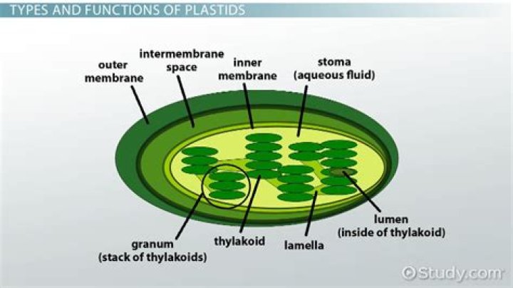 Where plastids are present?
