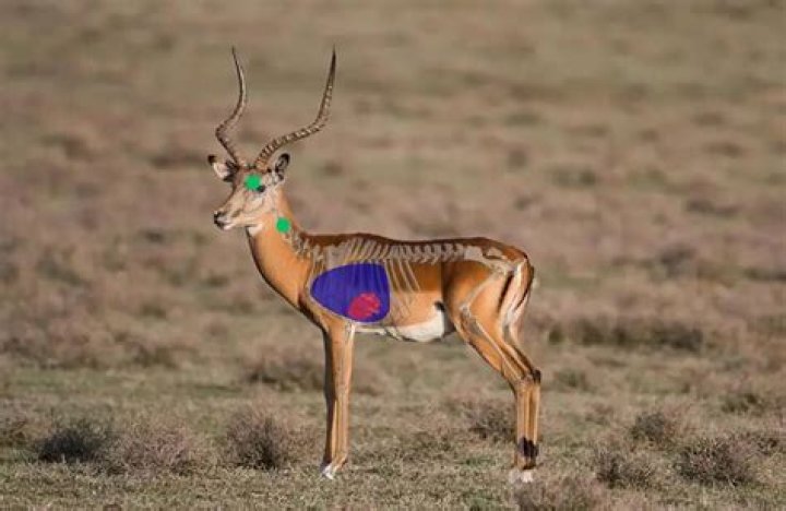 Where to shoot a lechwe?