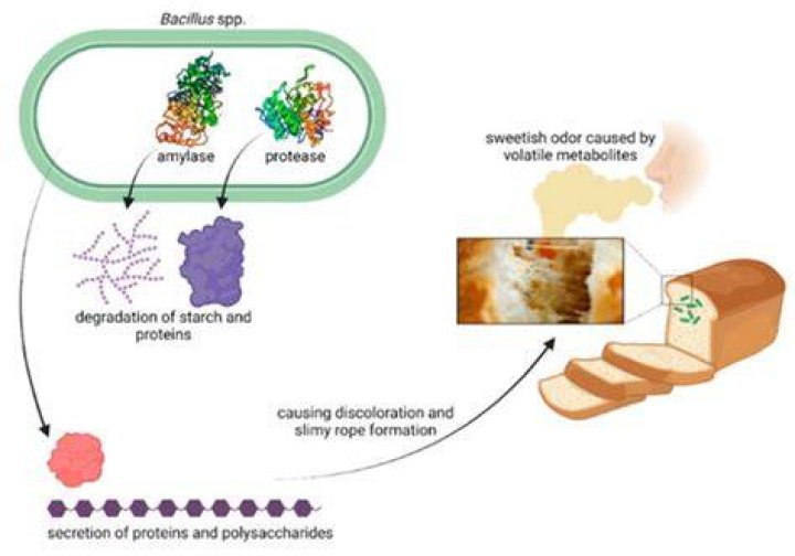 Which acid is used to control ropiness in bread?