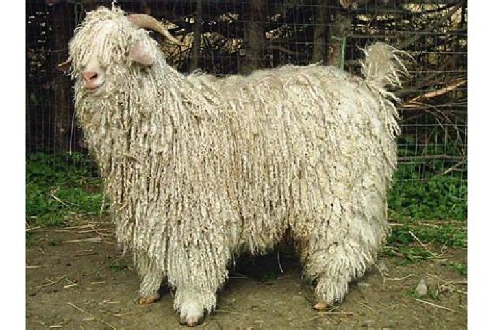 Which animal gives mohair?