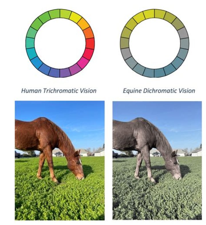 Which animals have trichromatic vision?