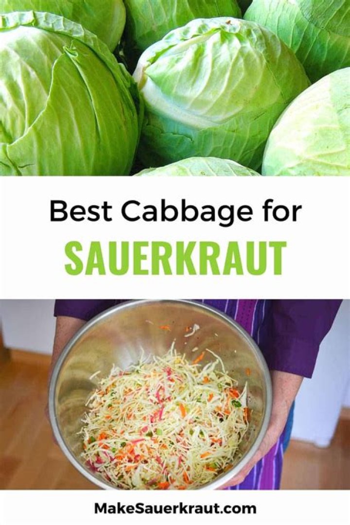 Which cabbage is best for sauerkraut?
