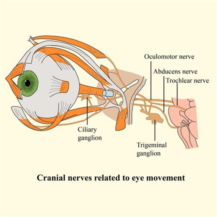 Which cranial nerves control eye movement?