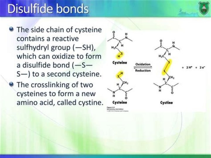 Which functional group forms disulfide bonds?