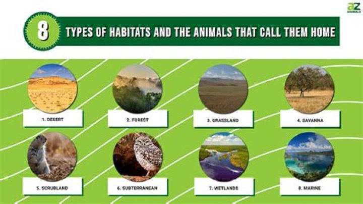 Which habitat would you find a mesophile?