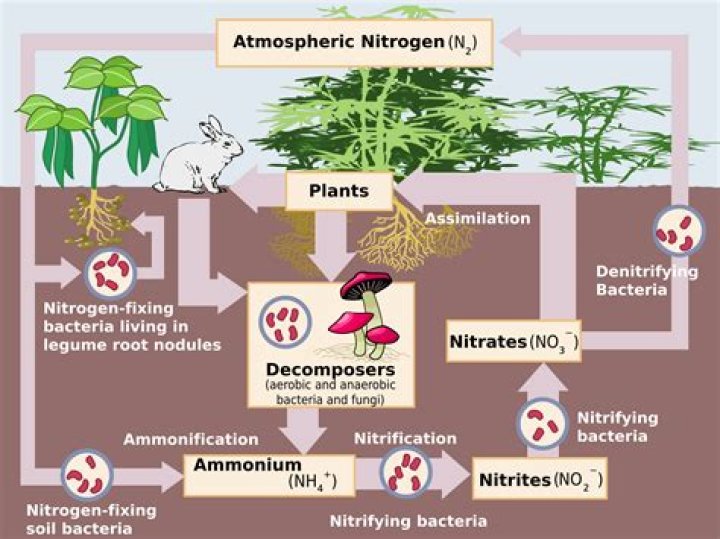 Which is a biological nitrogen fixer?