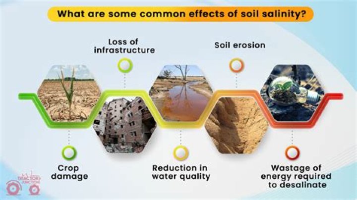 Which is most likely to result in the salinization of soil?