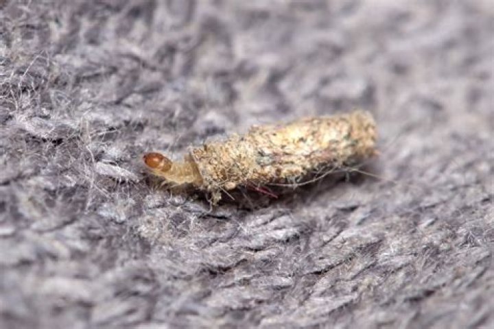Which moth larvae eat clothes?