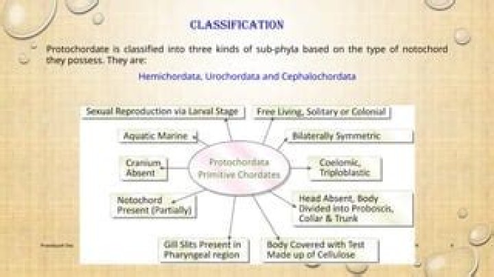 Which of these is a type of protochordate?
