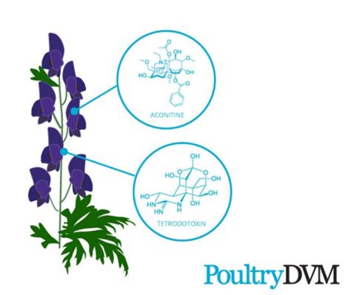 Which part of monkshood is toxic?