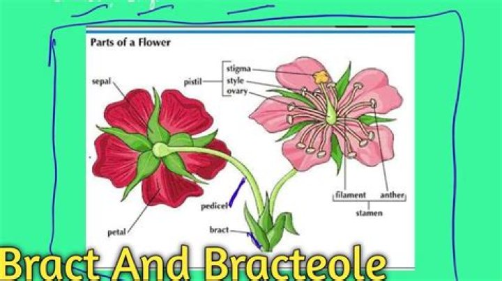 Which plants produces floral bracts?