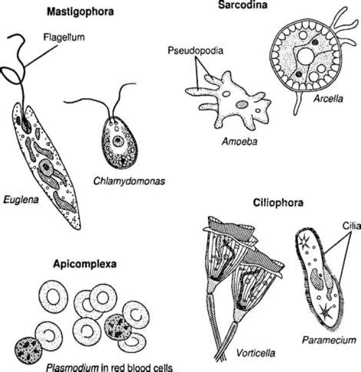 Which protozoon belongs to the phylum ciliophora?