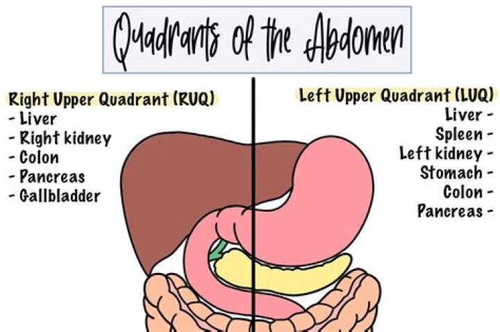Which quadrant is the stomach in?