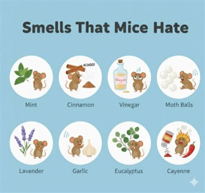 Which smell do mice hate?