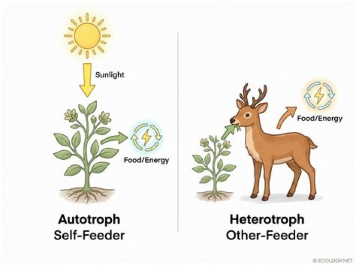 Who are the autotrophs making the food for?