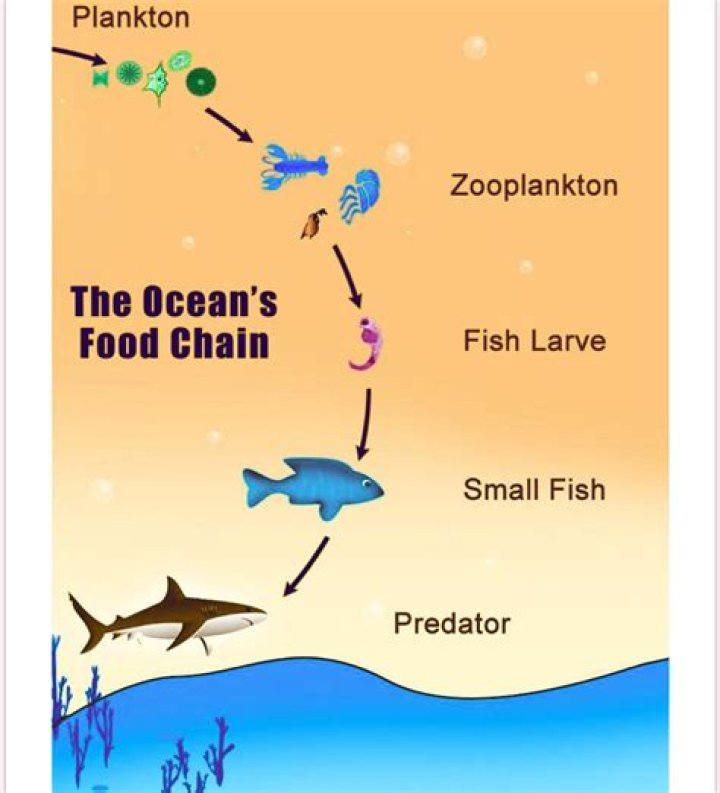 Who eats zooplankton in food chain?