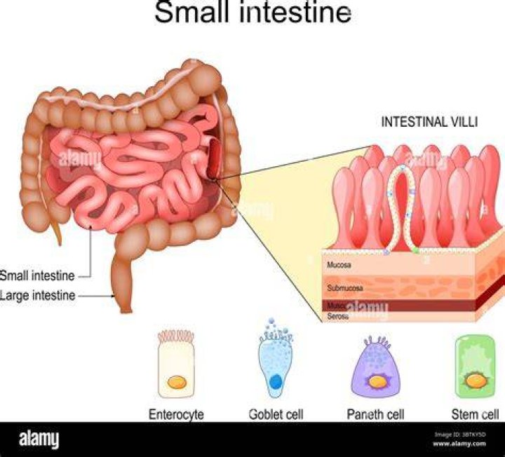 Who is human intestine?