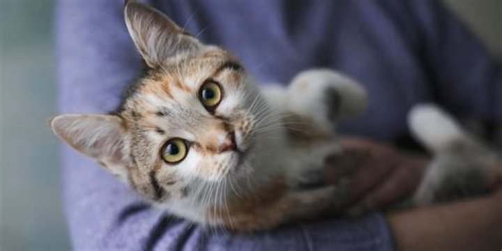 Who is more affectionate dogs or cats?