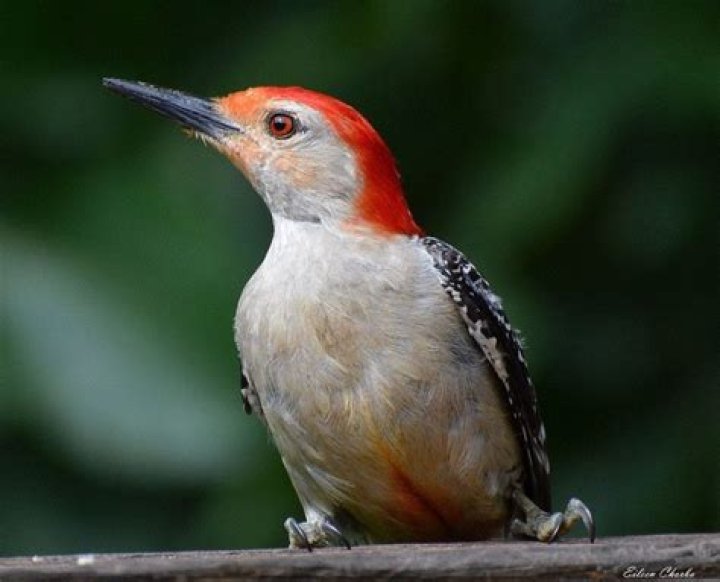 Who named the red bellied woodpecker?