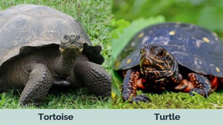 Whos faster a turtle or a sloth?