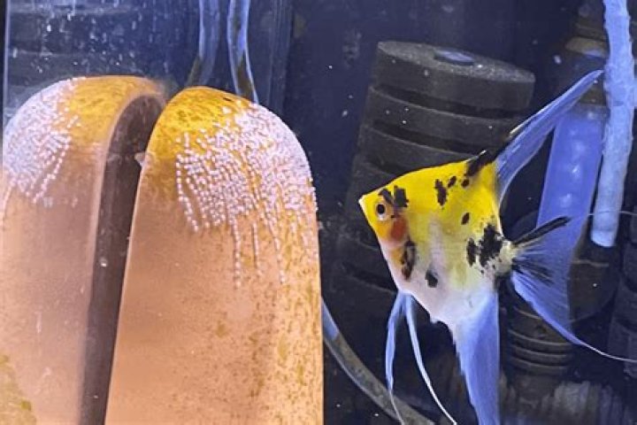 Why angelfish eat their eggs?