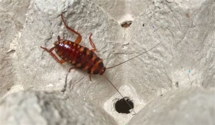 Why are brown-banded cockroach in my house?