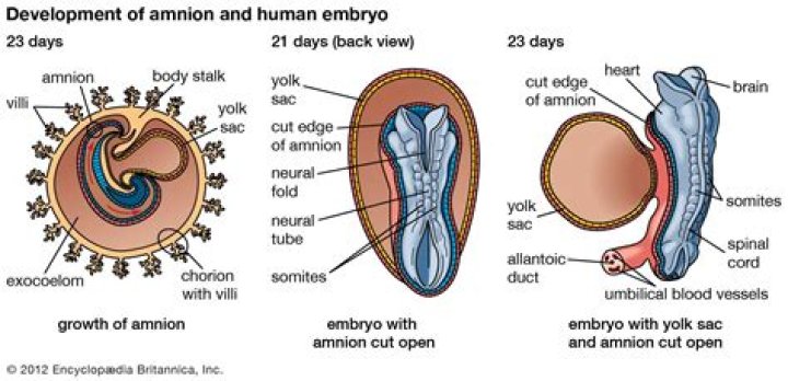 Why are humans amniotes?