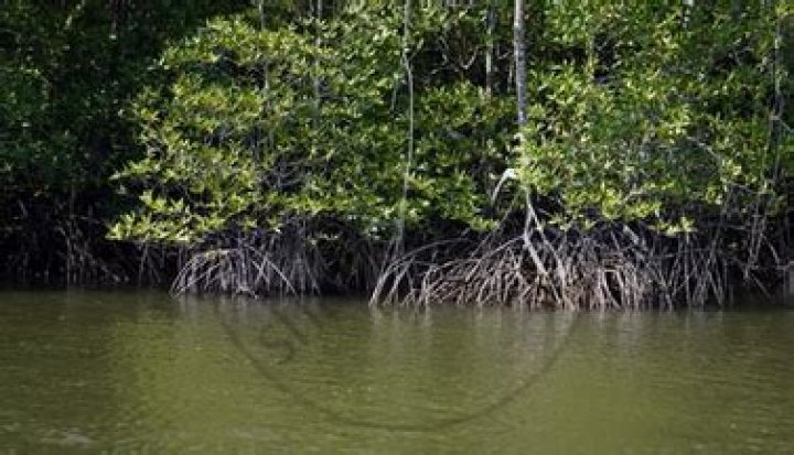 Why are littoral forest called tidal forest?