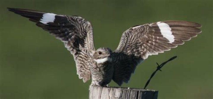 Why are nighthawks called goatsuckers?